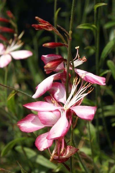 Prachtkaars (Gaura lindheimeri 'Summer Emotions') - Tuinplanten