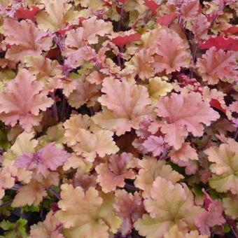 Purperklokje (Heuchera 'Marmelade') - Tuinplanten