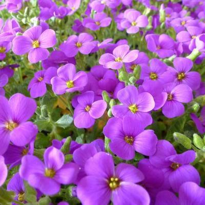 Randjesbloem (Aubrieta 'Cascade Purple') - Tuinplanten