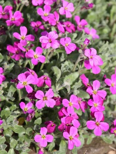 Randjes bloem (Aubrieta 'Cascade Red') - Tuinplanten
