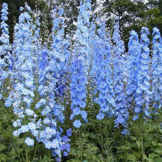 Ridderspoor (Delphinium (P) 'Summer Skies') - Tuinplanten