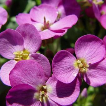 Rijstebrij (Arabis caucasica 'Pinkie') - Tuinplanten