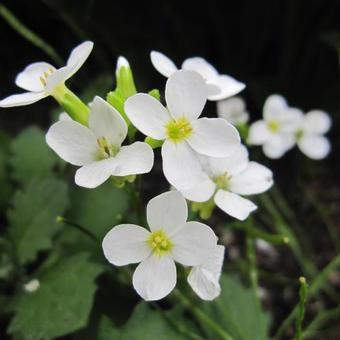 Rijstebrij (Arabis caucasica 'Snowcap') - Tuinplanten