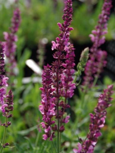 Salie (Salvia nemorosa 'Rose Queen') - Tuinplanten