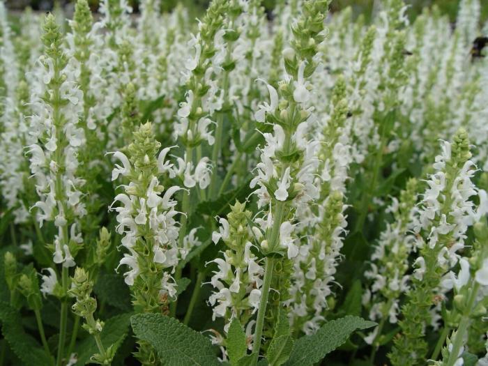 Salie (Salvia nemorosa 'Schneehügel') - Tuinplanten