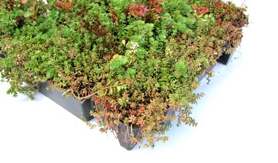 Sedumtray Click 'n go pakket - 1m2 - Groendak