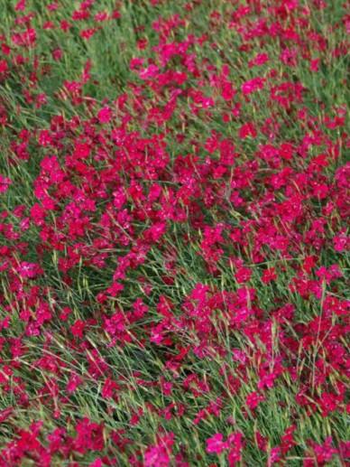 Steenanjer (Dianthus deltoides 'Brilliant') - Tuinplanten