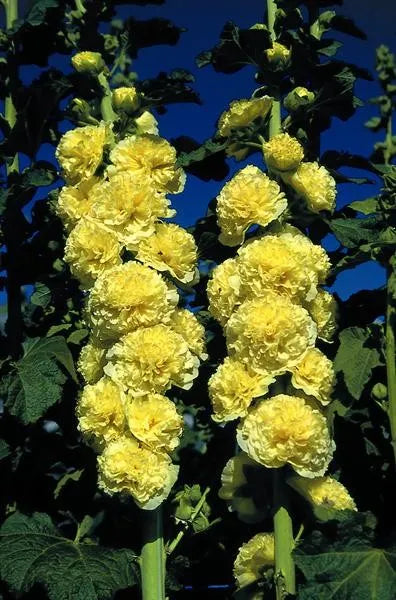 Stokroos (Alcea rosea 'Aurea') - Tuinplanten