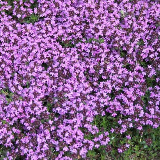 Tijm (Thymus praecox 'Coccineus') - Tuinplanten