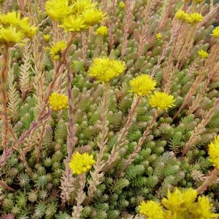 Tripmadam (Sedum reflexum) - Tuinplanten