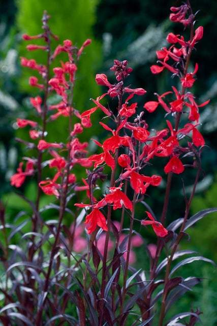 Tuinlobelia (Lobelia fulgens 'Queen Victoria') - Tuinplanten