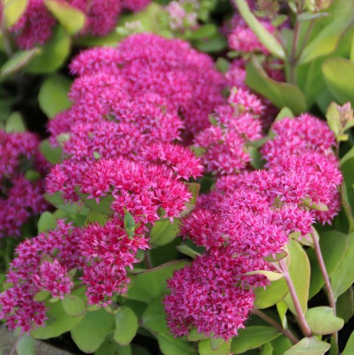 Vetkruid (Sedum Mr. Goodbud) - Tuinplanten