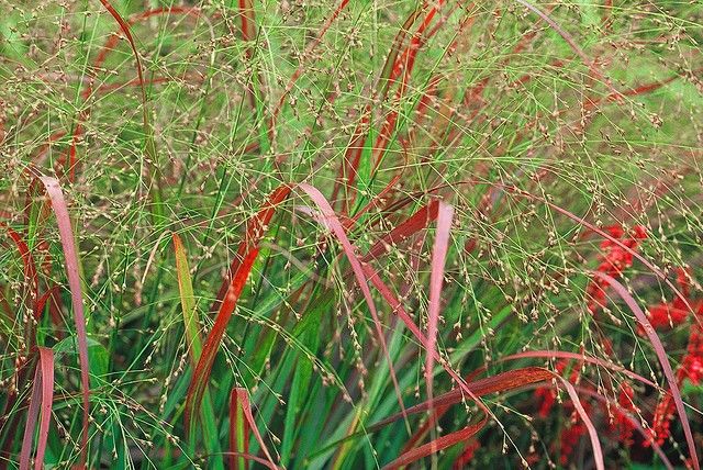 Vingergras (Panicum virg. 'Sqauw') - Tuinplanten