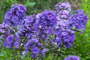Vlambloem (Phlox (P) 'Blue Paradaise') - Tuinplanten