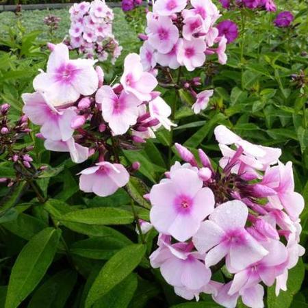 Vlambloem (Phlox (P) 'Bright Eyes') - Tuinplanten