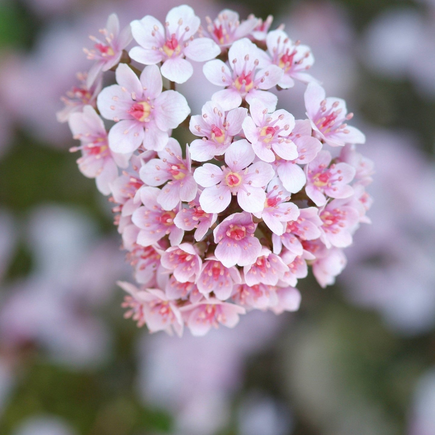 Voetblad (Darmera peltata) - Tuinplanten