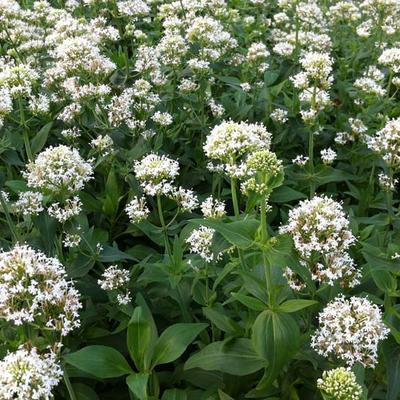 Witte valeriaan (Centranthus ruber 'Albus') - Tuinplanten