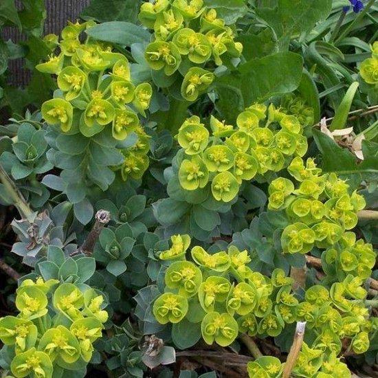 Wolfsmelk (Euphorbia myrsinites) - Tuinplanten