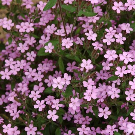 Zeepkruid (Saponaria ocymoides) - Tuinplanten