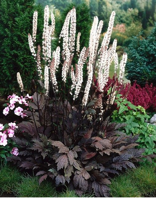 Zilverkaars (Actaea cimicifuga ramosa 'Atropurpurea') - Tuinplanten