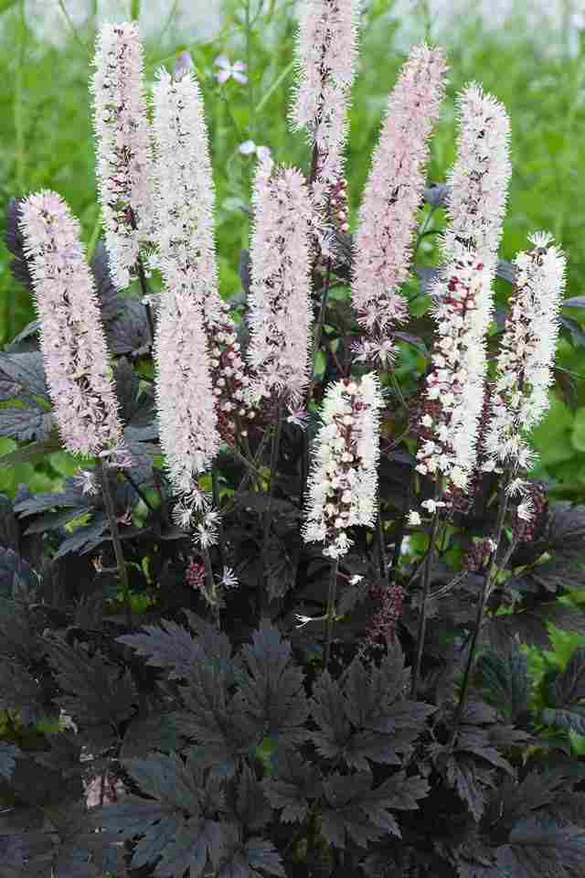 Zilverkaars (Actaea cimicifuga ramosa 'Chocoholic') - Tuinplanten