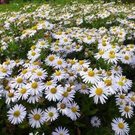 Zomeraster (Kalimeris incisa 'Madiva') - Tuinplanten