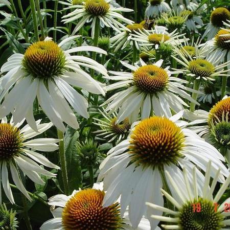 Zonnehoed (Echinacea purpurea 'White Swan') - Tuinplanten