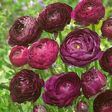 Ranonkel Purple Sensation - 15 stuks - Bloembollen