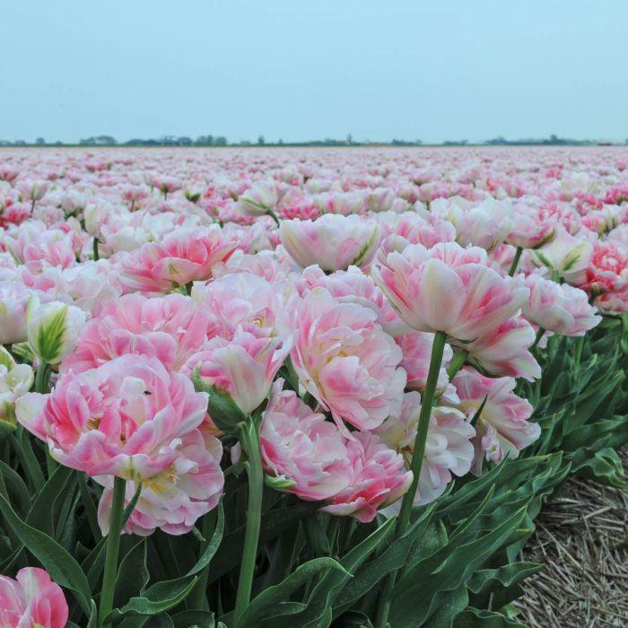 Tulipa Dubbel Laat Finola - 15 stuks - Bloembollen