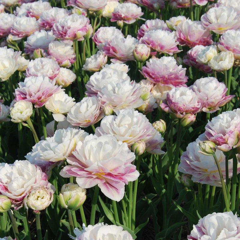 Tulipa Dubbel Vroeg Ice Wonder - 15 stuks - Bloembollen