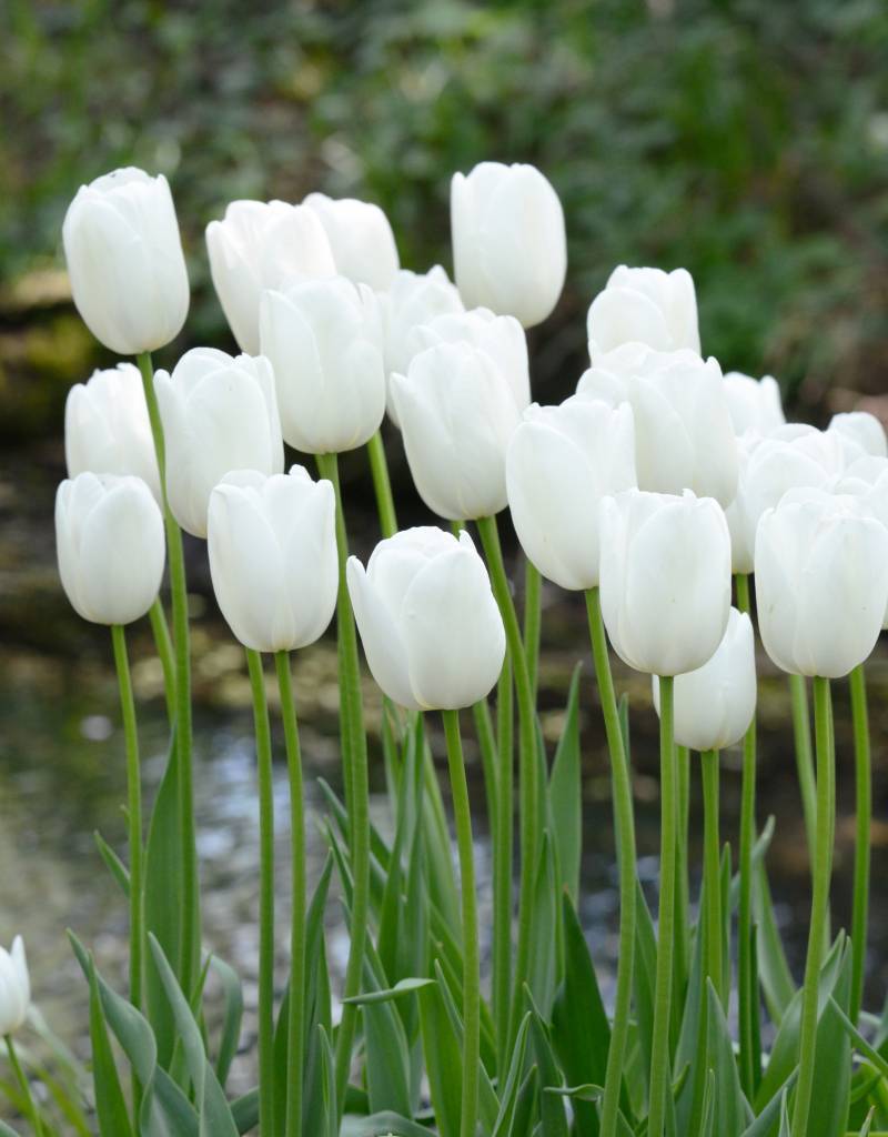 Tulipa Maureen, Enkel Laat - 20 stuks - Bloembollen
