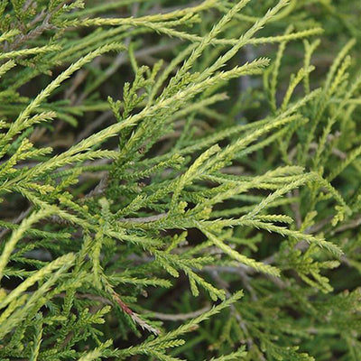 Cypres (Chamaecyparis p. ‘Filifera Nana’)