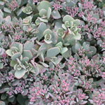 Vetkruid(Sedum cauticolum 'Lidakense') - Tuinplanten