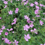 Ooievaarsbek (Geranium endressii) - Tuinplanten