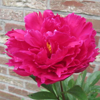 Pioenroos (Paeonia (L) 'Karl Rosenfield') - Tuinplanten