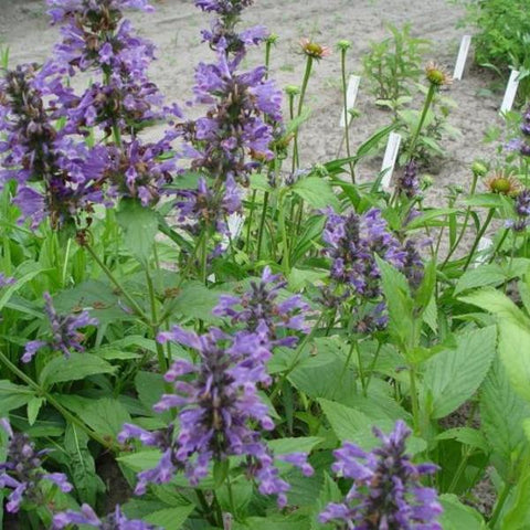 Kattekruid (Nepeta kubanica) - Tuinplanten