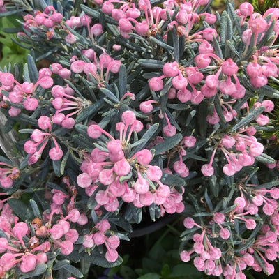Lavendelheide (Andromeda polifolia 'Blue Ice')