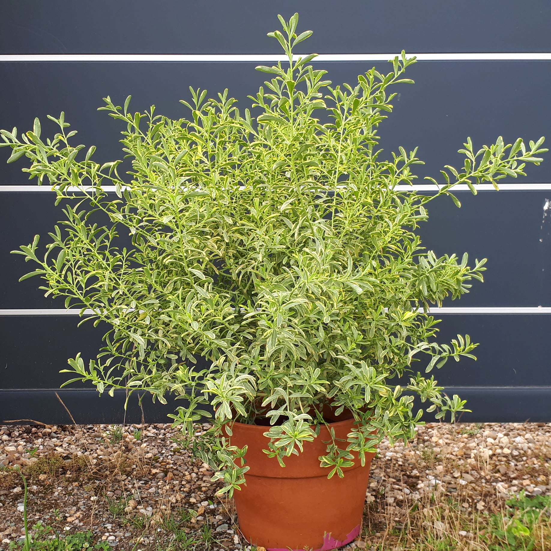 Goudrand (Eriostemon myoporoides Gold Touch®) - Heesters