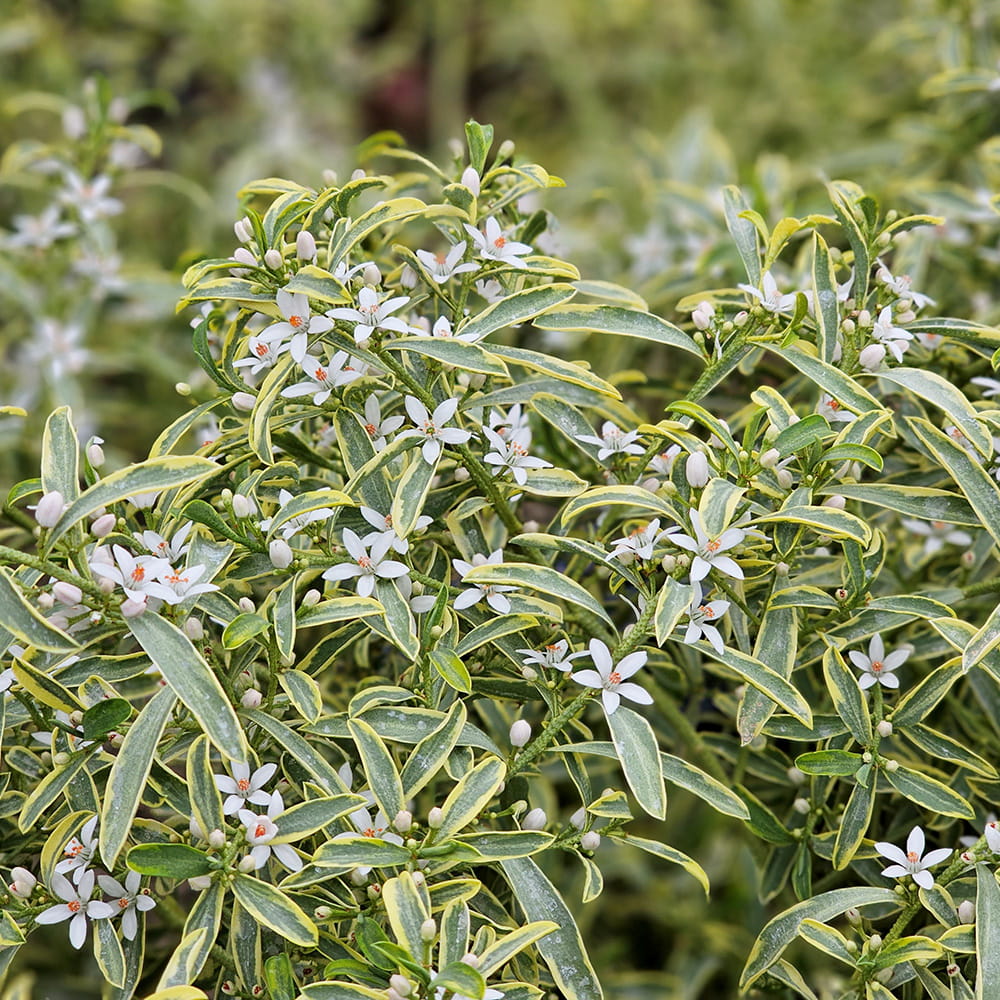 Goudrand (Eriostemon myoporoides Gold Touch®) - Heesters