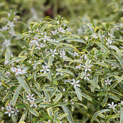 Goudrand (Eriostemon myoporoides Gold Touch®)