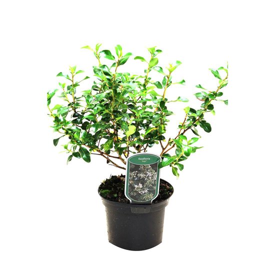 Escallania (Escallonia 'Iveyi') - Heesters