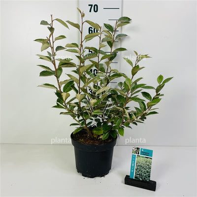 Saule olivier (Elaeagnus ebbingei)