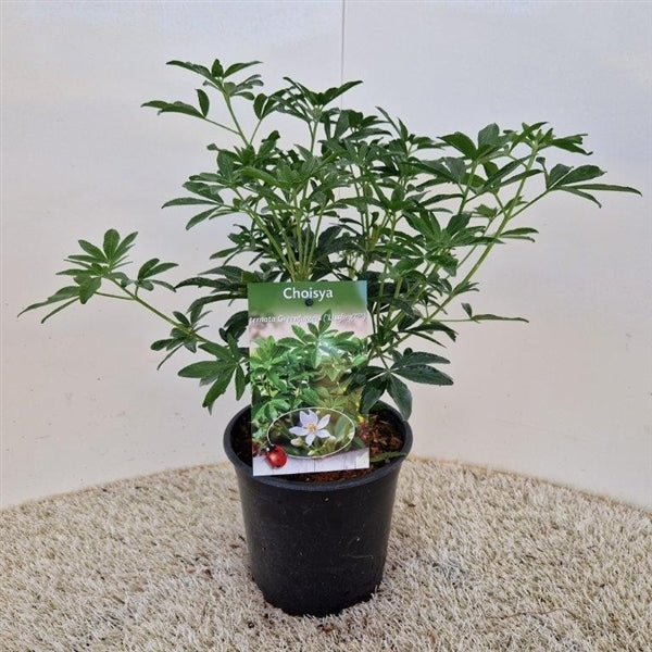 Choisya (Choisya Greenfingers) - Heesters