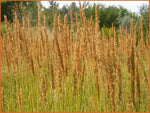 Struisriet (Calamagrostis brachytricha) - Tuinplanten