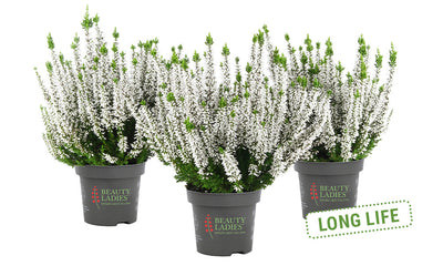 Heide (Calluna vulgaris 'Beauty Ladies Vivienne') - Wit