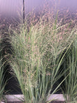 Vingergras (Panicum virg. 'Heavy Metal') - Tuinplanten