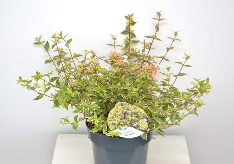 Abelia (Abelia grandiflora 'Jelly Beans' ) - Heesters