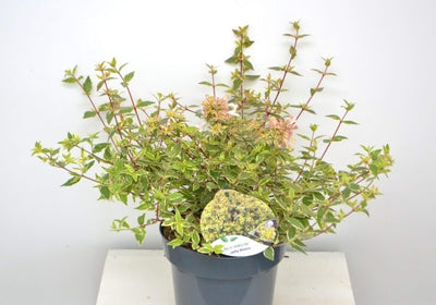 Abelia (Abelia grandiflora 'Jelly Beans' )