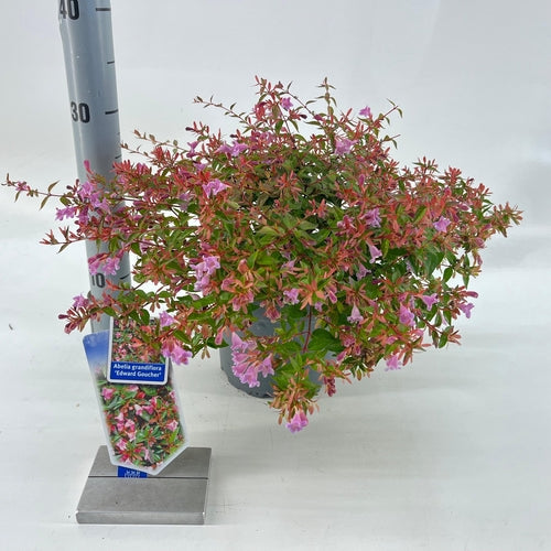 Abelia (Abelia 'Edward Goucher') - Heesters