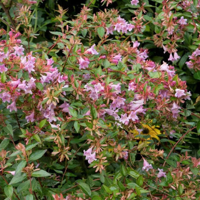 Abelia (Abelia 'Edward Goucher')
